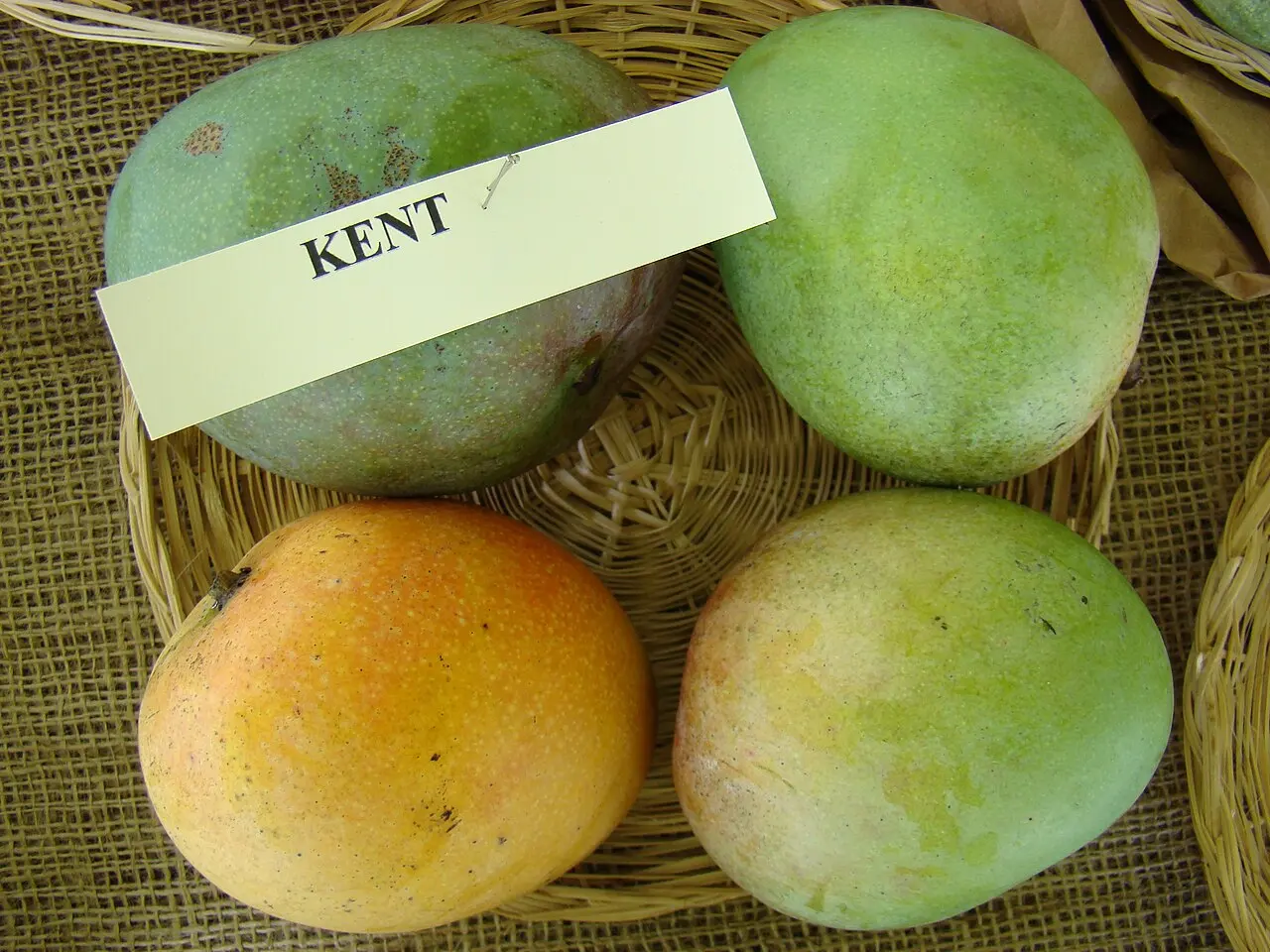Mangue Kent